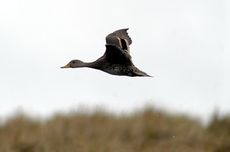 Magellangans (7 von 9).jpg